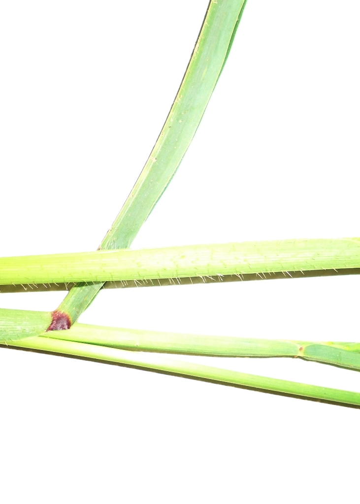 Ophiuros exaltatus eFlora of India